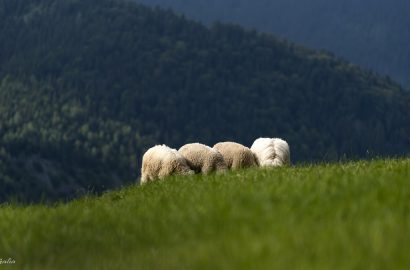 Vara la Moeciu cu noi.